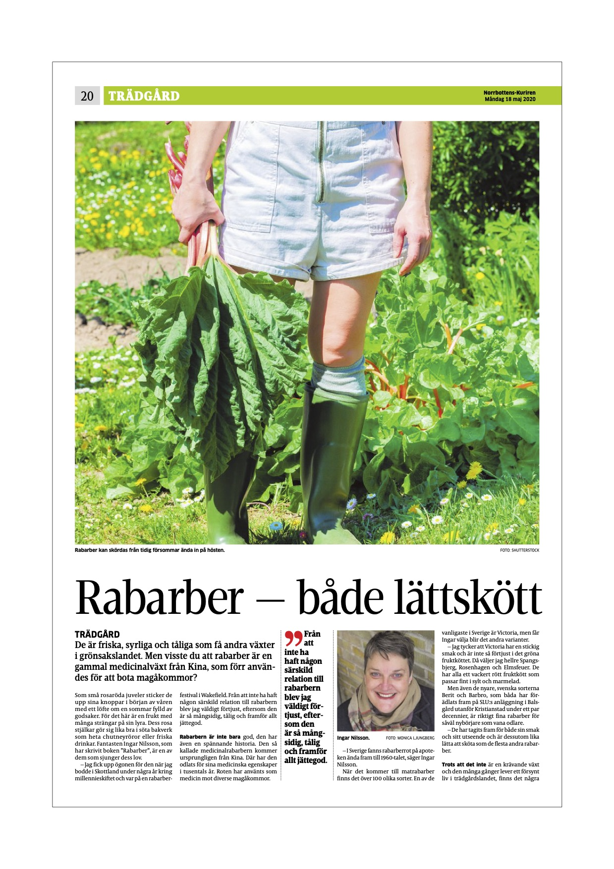 Rabarber – en delikat medicinalväxt