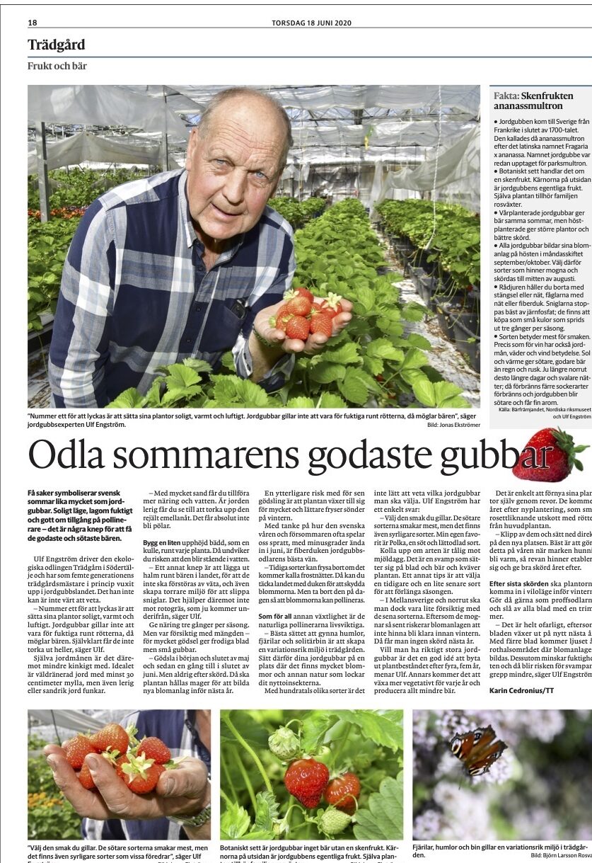Jordgubbar och maskar